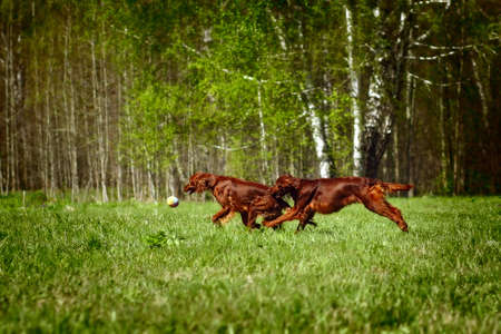 two dogs an Irish setter fun playing ball in the summer