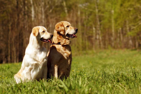 two dogs Golden retrievers male and female, sitting in the summer sun