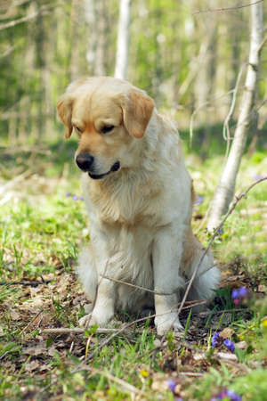 Golden Retriever dog sitting in forest and looking downの写真素材