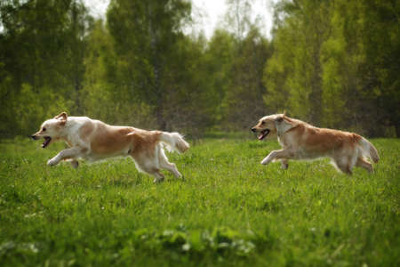 two dogs Golden Retriever fun run in the summer on the nature of each other