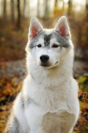 beautiful husky dog outdoors in autumn stares, closeup portraitの写真素材