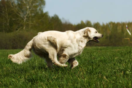 Young happy dog Golden Retriever with joy quickly runs across the grass