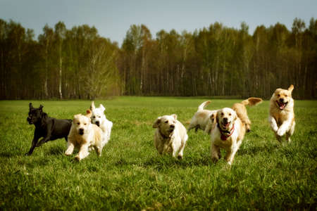 A large group of dogs Golden retrievers running in the summer through the green valleyの写真素材