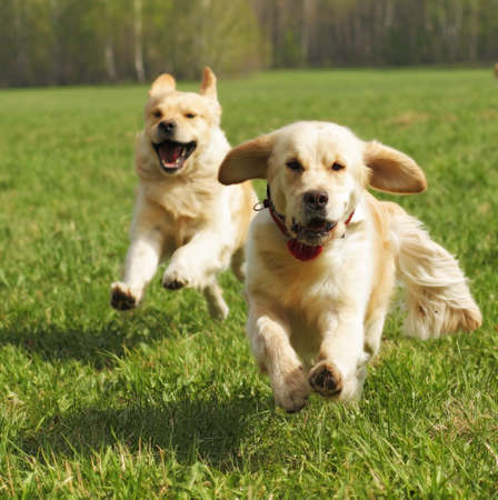 two dogs Golden Retriever fun run in the summer on the nature of each otherの写真素材