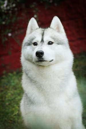 beautiful husky dog outdoors in autumn stares, closeup portraitの写真素材