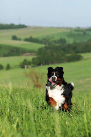 Beautiful Bernese mountain dog runs are fun in the summer outdoors on the fieldの写真素材