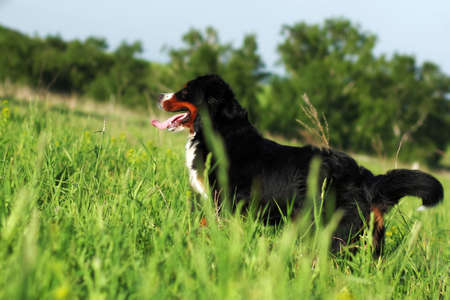 happy beautiful Bernese mountain dog stands in summer, outdoors in the tall grass