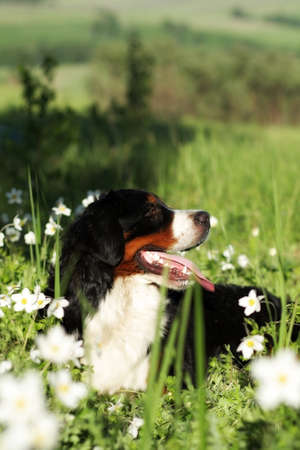 beautiful happy dog Bernese mountain dog lying on the flower summer meadowの写真素材