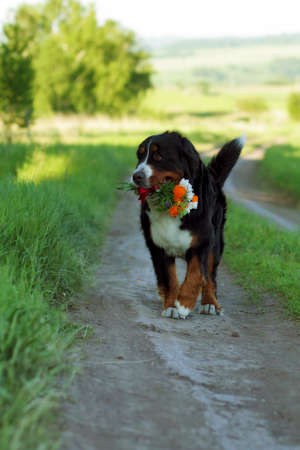 beautiful Bernese mountain dog in the summer is on the way and bears in the teeth of a bouquet of flowersの写真素材