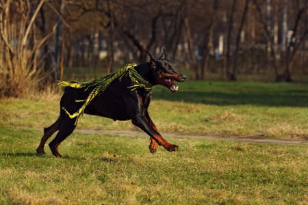 black dog Doberman Pinscher running in summer Park with a kerchiefの写真素材