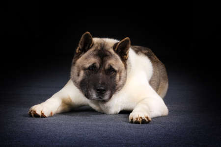 Dog breed Akita inu lies in the Studio and staresの写真素材