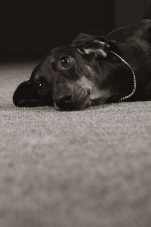 Sad dog German shorthaired Dachshund looks with his headの写真素材