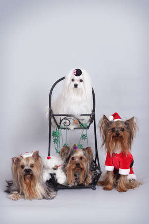 group of four dogs of Yorkie and Maltese sitting in Christmas decorationsの写真素材