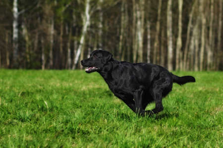 fun black Labrador dog running fast on green grass in summer in Sunny weatherの写真素材