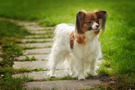beautiful dog breed Papillon is in the show position in the summer on the trackの写真素材