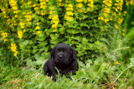 small black Labrador puppy lying in the garden under the beautiful yellow flowersの写真素材