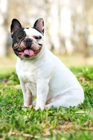dog breed French bulldog black and white color in the summer sitting outdoors and smiling, tongue hanging outの写真素材