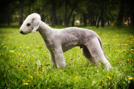 Dog Bedlington Terrier standing in show position in the summer in the Park, side view, maleの写真素材