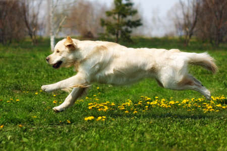 Young happy dog Golden Retriever with joy quickly runs across the grassの写真素材