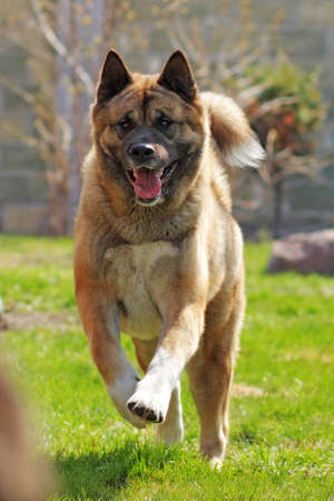 happy dog breed Akita inu is running in the summer right at the cameraの写真素材