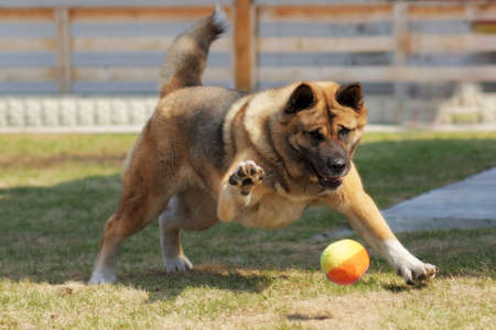dog breed Akita inu plays outdoors with a ball, hitting it with a pawの写真素材