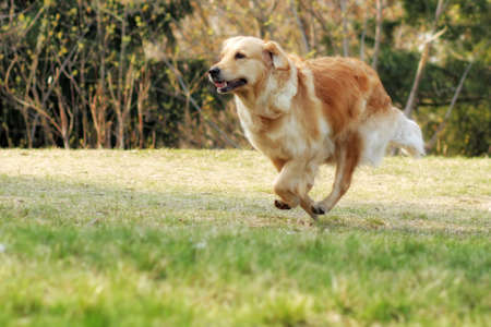 Beautiful happy dog Golden Retriever running around and playing in the summer on the natureの写真素材