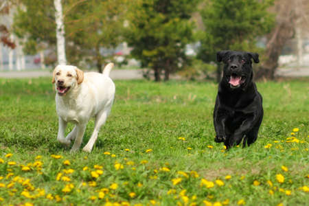 two dogs Labrador retrievers white yellow and black fun run and play outdoors in summerの写真素材