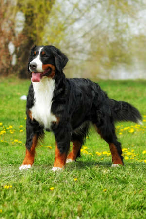happy family Bernese mountain dog on summer nature walks, stands on the grass, front view full...