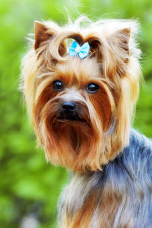Beautiful little decorative dog Yorkshire Terrier, portrait, summer, outdoors, face closeupの写真素材