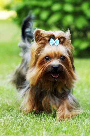 Small decorative family dog Yorkshire Terrier running on the grass in the summer, plays on the walkの写真素材