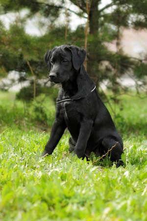 cute black Labrador puppy sitting on the grass in summer in Parkの写真素材