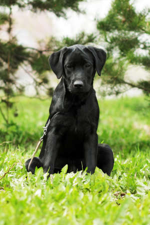 cute black Labrador puppy sitting on the grass in summer in Parkの写真素材