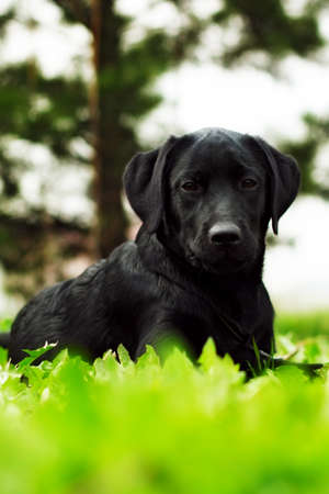 cute black dog puppy Labrador lies in the summer outdoors on the grass and seriously lookingの写真素材