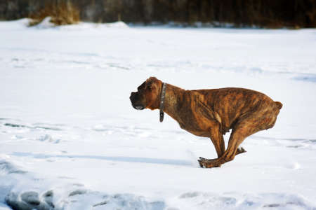 Dog brindle boxer running in the winter in the snow, fun games dogs, fast running closeup side viewの写真素材