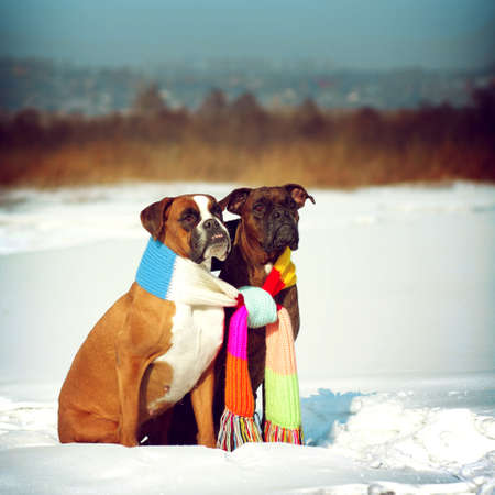 two dogs of breed boxer sitting in the winter on snow, associated with one scarf in bright stripes. The concept of romance and love.の写真素材