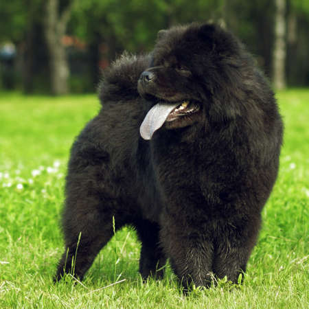 fluffy dog breeds Chow Chow black walks in the summer. The family pet stands on green grass.の写真素材