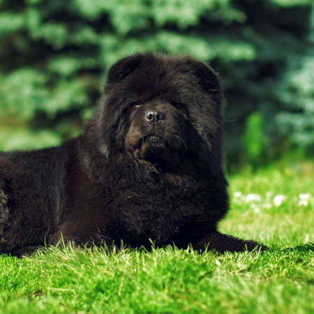 Beautiful fluffy black dog Chow lying in the summer on the nature, family pet good with kidsの写真素材