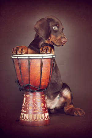 Beautiful brown Doberman puppy plays the drums in the Studio. The best dog for the protection of the family
の写真素材