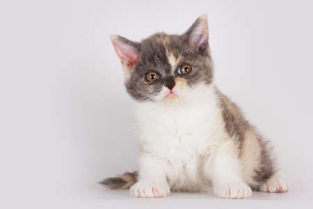 Cute kitten breed Selkirk Rex cat sitting on a light gray background in Studio and looking in amazement and curiosityの写真素材