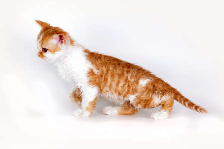 Kitten of breed Selkirk Rex red-white color on a light gray background in the Studio cute pet for...