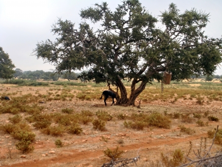 Argan treeの写真素材