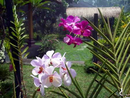 White and purple orchid