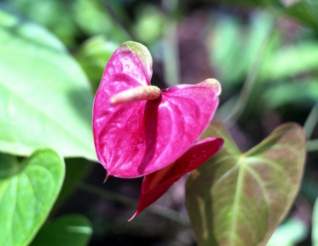 Beauty flowerの写真素材