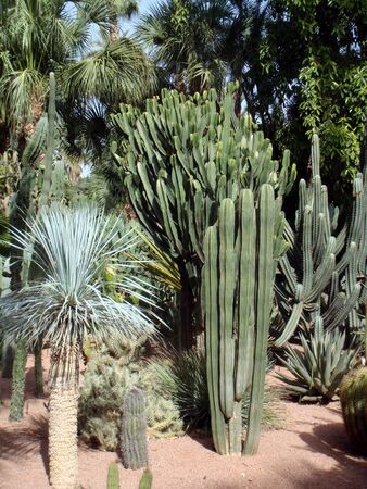 Cactus gardenの写真素材