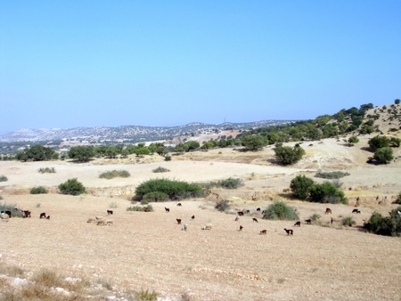 Pastureの写真素材