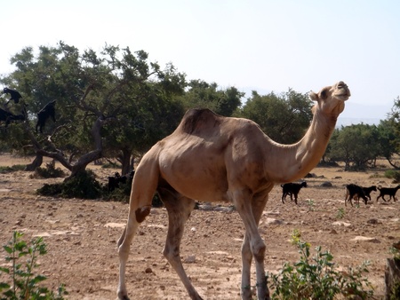 Camelの写真素材