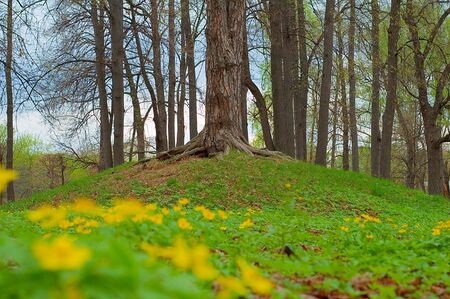 Moscow, park Kuskovo, Sheremetev's country estatemasterwortNikon D70sNikkor 50 1/8の写真素材