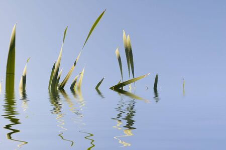 Nature. marsh rushyの写真素材