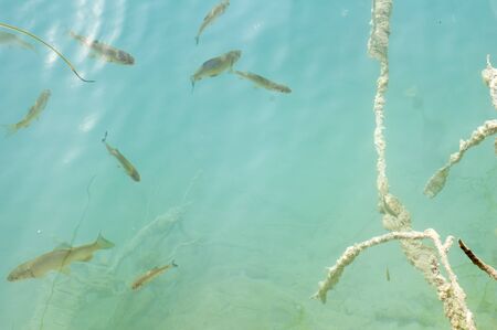 Croatia seaboard Adriatic sea with fishの写真素材