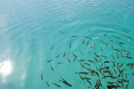 Croatia seaboard Adriatic sea with fishの写真素材